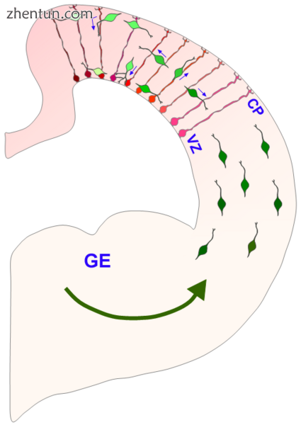 Tangential migration of interneurons from ganglionic eminence..png