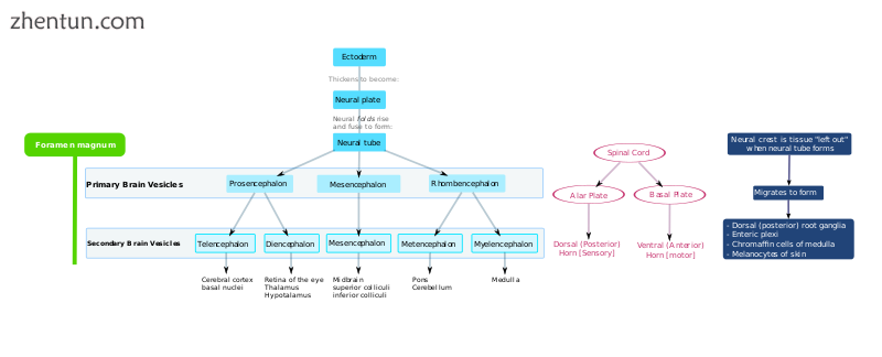 Flowchart of human brain development..png