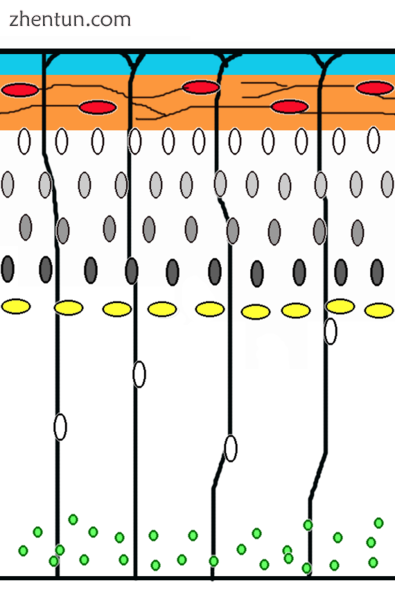 Corticogenesis younger neurons migrate past older ones using radial glia as a sc.png