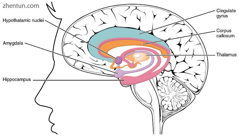 The Limbic Lobe..jpg