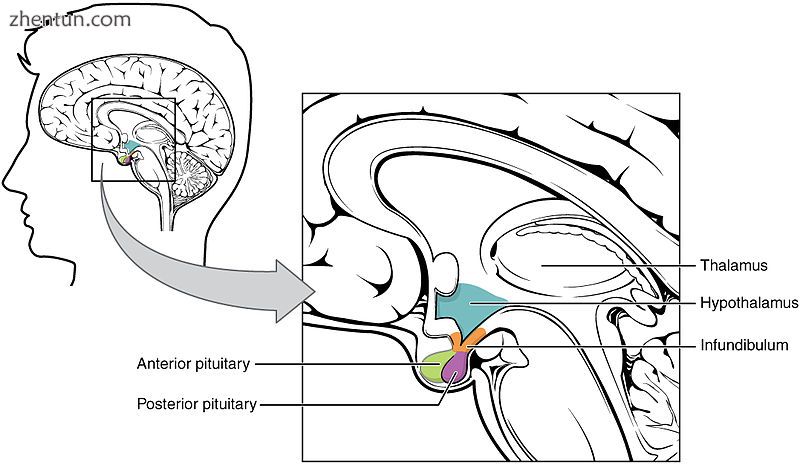 The Hypothalamus-Pituitary Complex..jpg