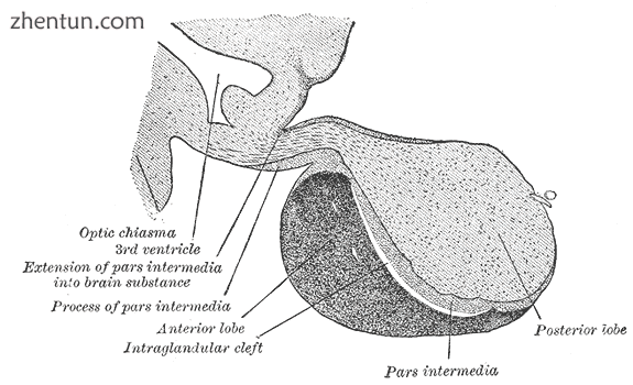 Median sagittal through the hypophysis of an adult monkey. Semidiagrammatic..png