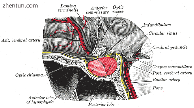 Located at the base of the brain, the pituitary gland is protected by a bony str.png