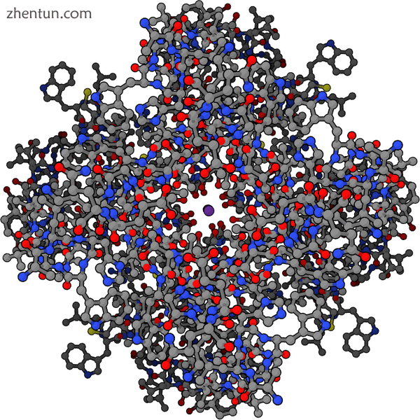 Depiction of the open potassium channel, with the potassium ion shown in purple .png