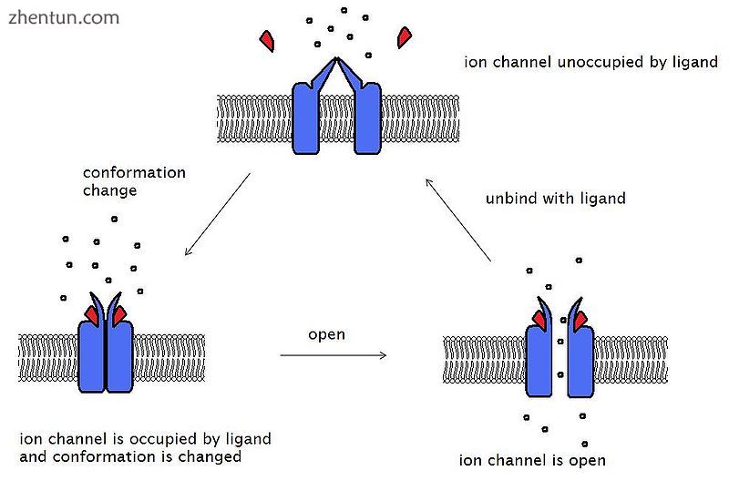 Three conformation states of acetylcholine receptor (click to enlarge).jpg