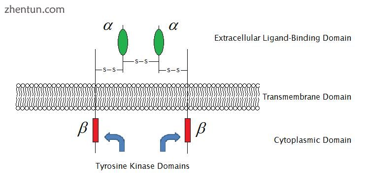 Sketch of an enzyme-linked receptor structure (structure of IGF-1R) (click to enlarge).jpg