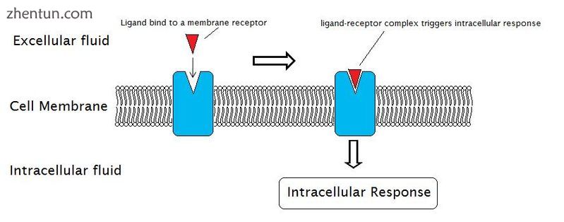 External reactions and internal reactions for signal transduction (click to enlarge).jpg