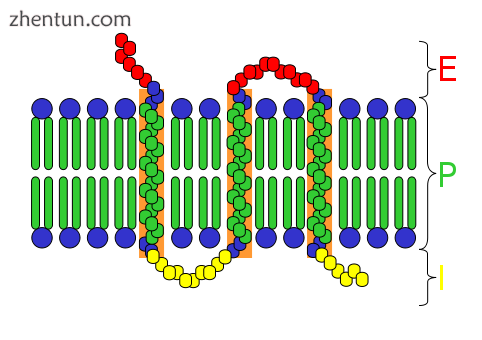 E = extracellular space.png