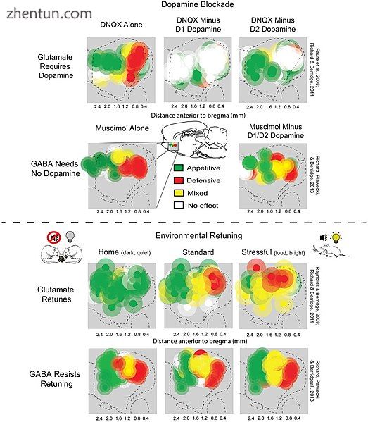 Tuning of appetitive and defensive reactions in the nucleus accumbens shell. (Ab.jpg