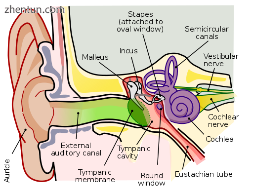 Anatomy of the human ear. (The length of the auditory canal is exaggerated in th.png