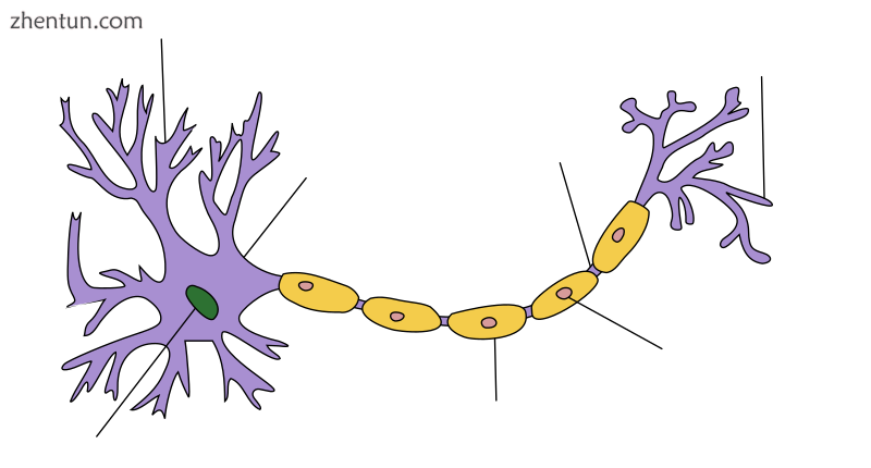 Neuron Hand-tuned.png