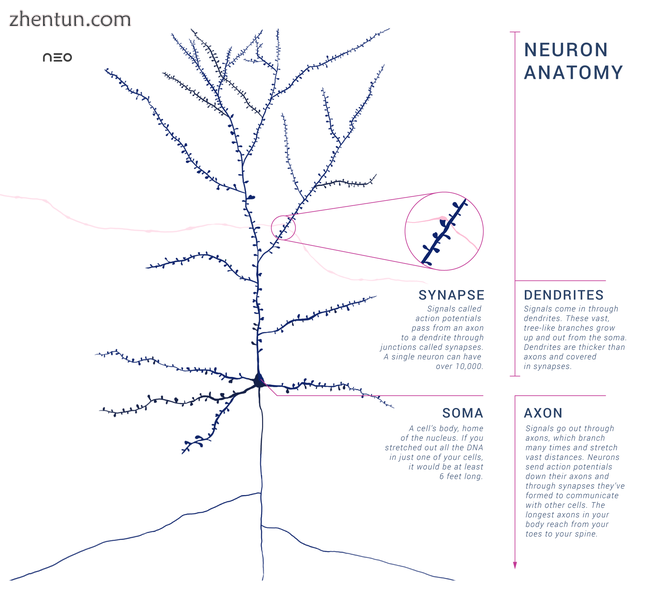 Schematic of an anatomically accurate single pyramidal neuron, the primary excit.png