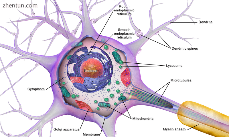 Neuron cell body.png