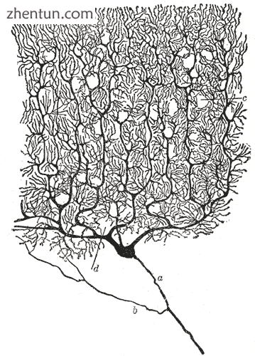 Drawing of a Purkinje cell in the cerebellar cortex done by Santiago Ramón y Ca.png