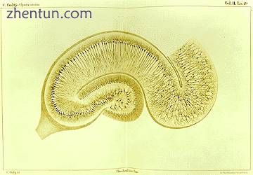 Drawing by Camillo Golgi of a hippocampus stained using the silver nitrate method.jpg