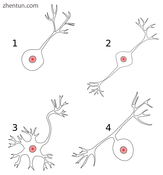 Different kinds of neurons.png