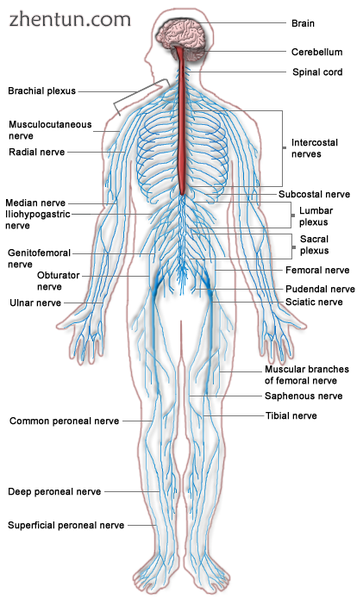 Diagram of the human nervous system. The relationship between the brain, spinal .png