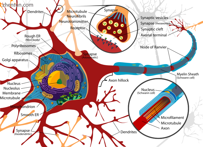 Diagram of a typical myelinated vertebrate motor neuron.png