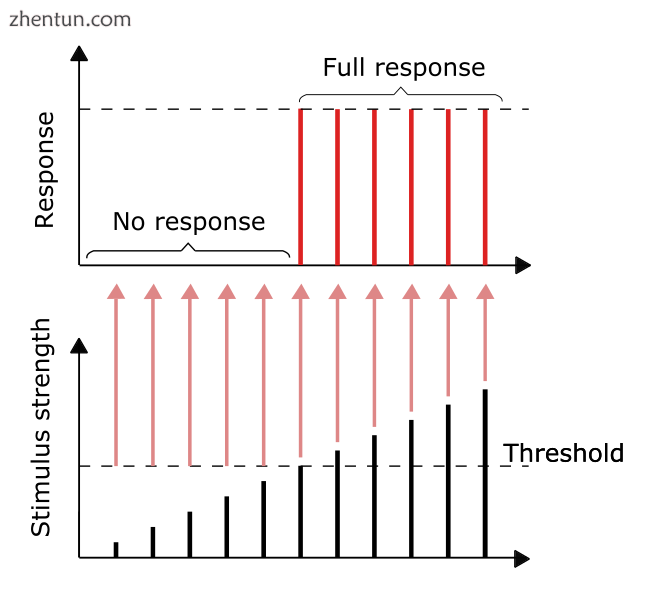 As long as the stimulus reaches the threshold, the full response would be given..png