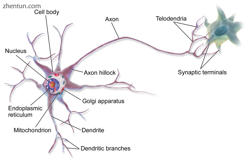 Anatomy of a multipolar neuron.png