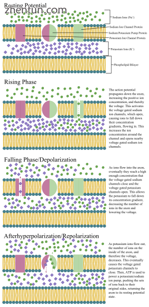 An annotated diagram of the stages of an action potential propagating down an ax.png