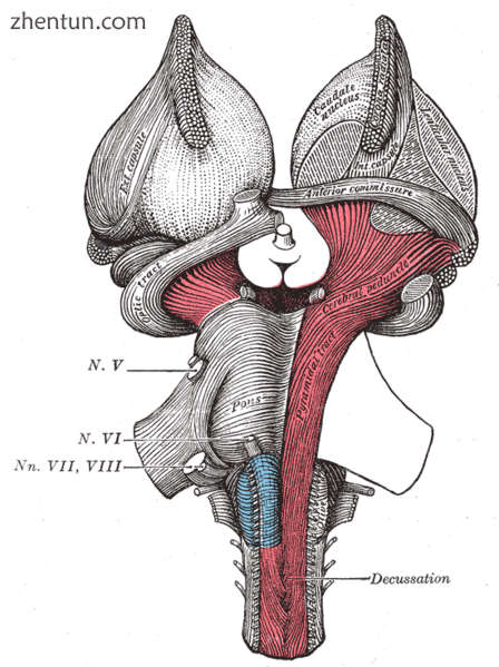 Superficial dissection of brain-stem. Ventral view..png