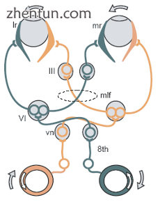 Vestibulo-ocular reflex.png