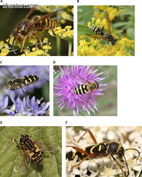 A and B show real wasps.jpg