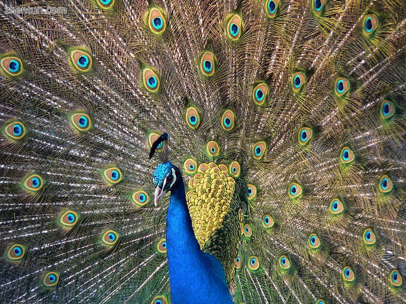 An Indian peacock&#039;s train.jpg