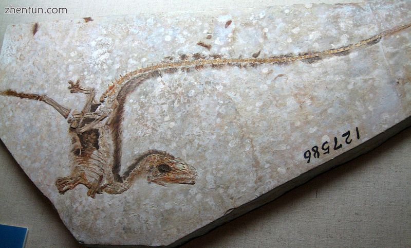 The feathers of Sinosauropteryx, a dinosaur with feathers, were used for insulat.jpg