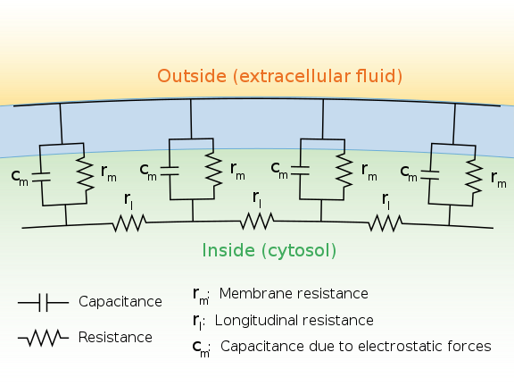 Cable theory&#039;s simplified view of a neuronal fiber..png