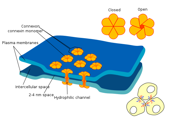 Electrical synapses between excitable cells allow ions to pass directly from one.png