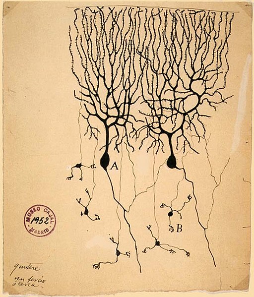 Image of two Purkinje cells (labeled as A).jpg