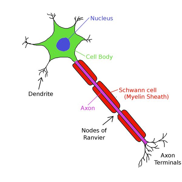 In saltatory conduction, an action potential at.jpg