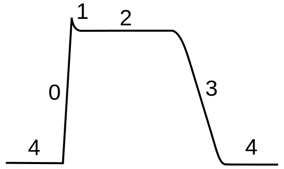 Phases of a cardiac action potential. The sharp ris.png