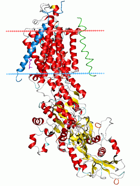 Ribbon diagram of the sodium–potassium pump in its E2-Pi state. The estimated b.png