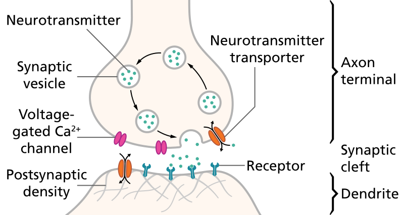 When an action potential arrives at the end.png