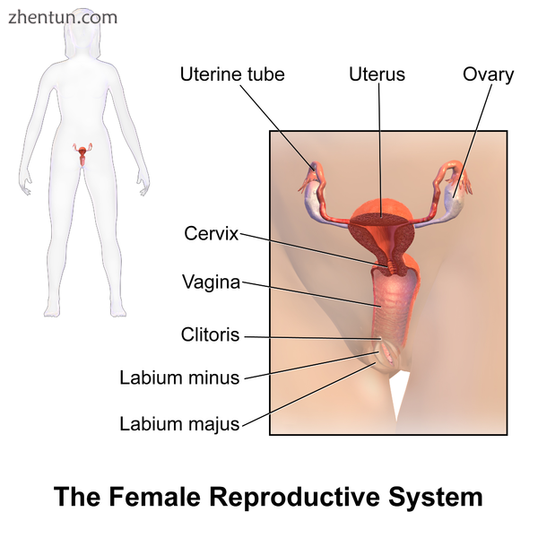 A pictorial illustration of the female reproductive system..png