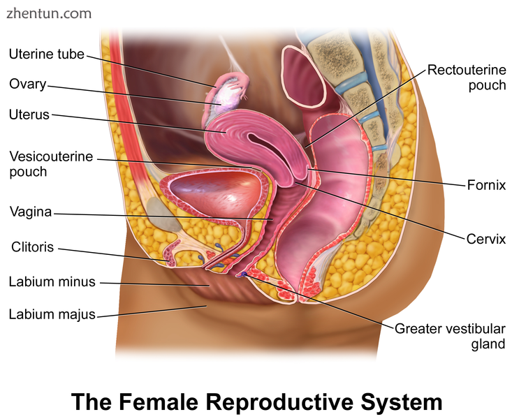 Illustration depicting female reproductive system (sagittal view).png