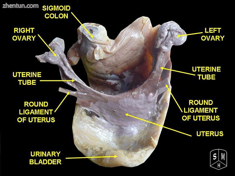 Fallopian tube.jpg