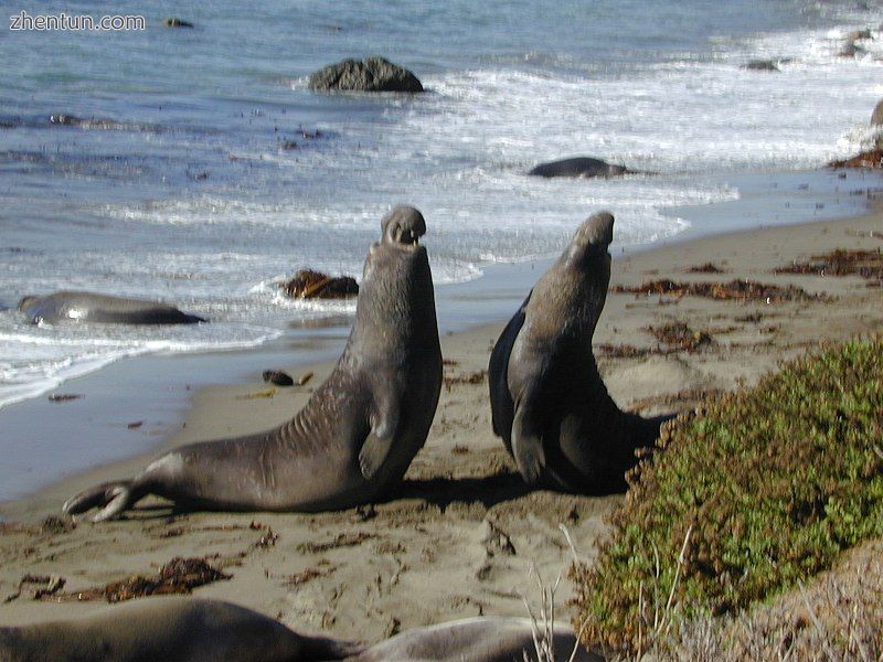 Male elephant seals fighting.jpg