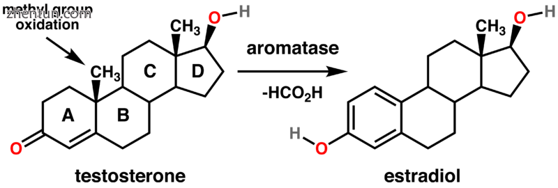 Testosterone to Estradiol conversion.png