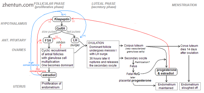 Flowchart of the hormonal control of the menstrual cycle.png