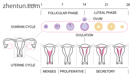 Menstrual cycle.png