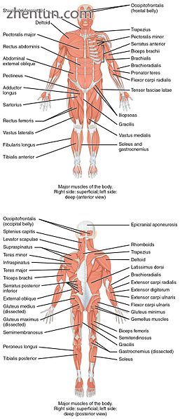 On the anterior and posterior views of the muscular.jpg