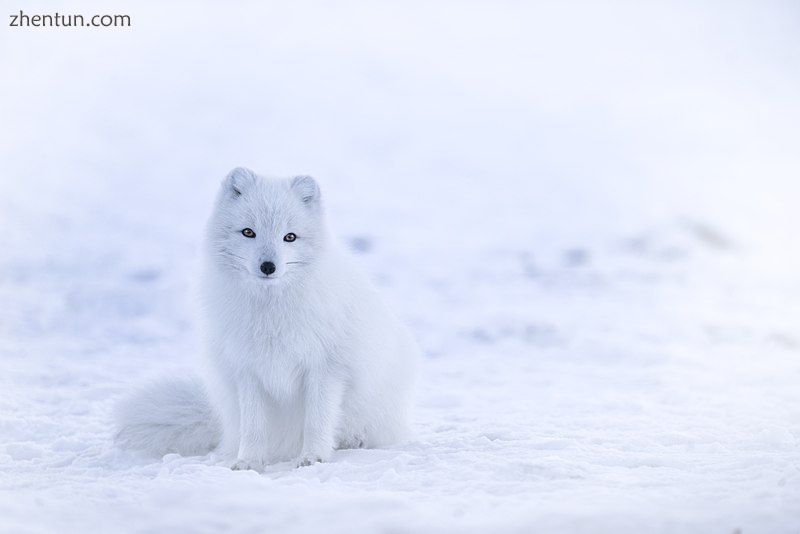 Arctic fox.jpg