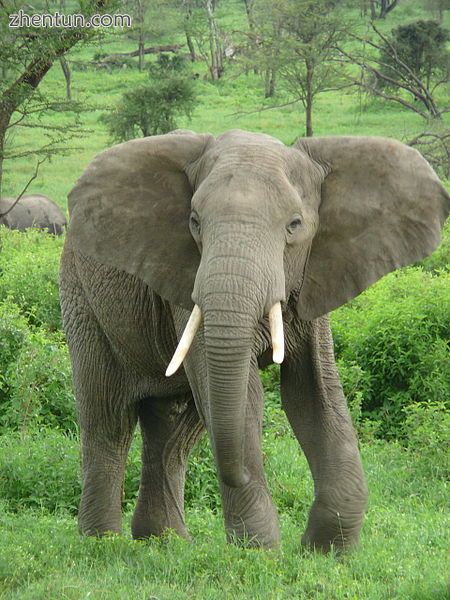 African bush elephant.jpg