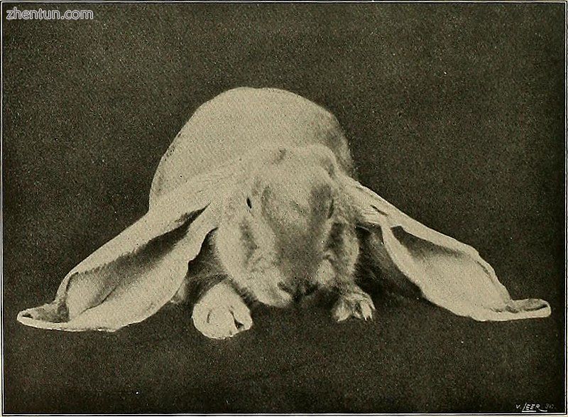 Domestic rabbit – French Lop breed.jpg
