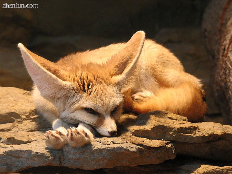 Fennec fox (desert regions).jpg