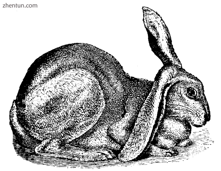 Half-Lop Rabbit.png